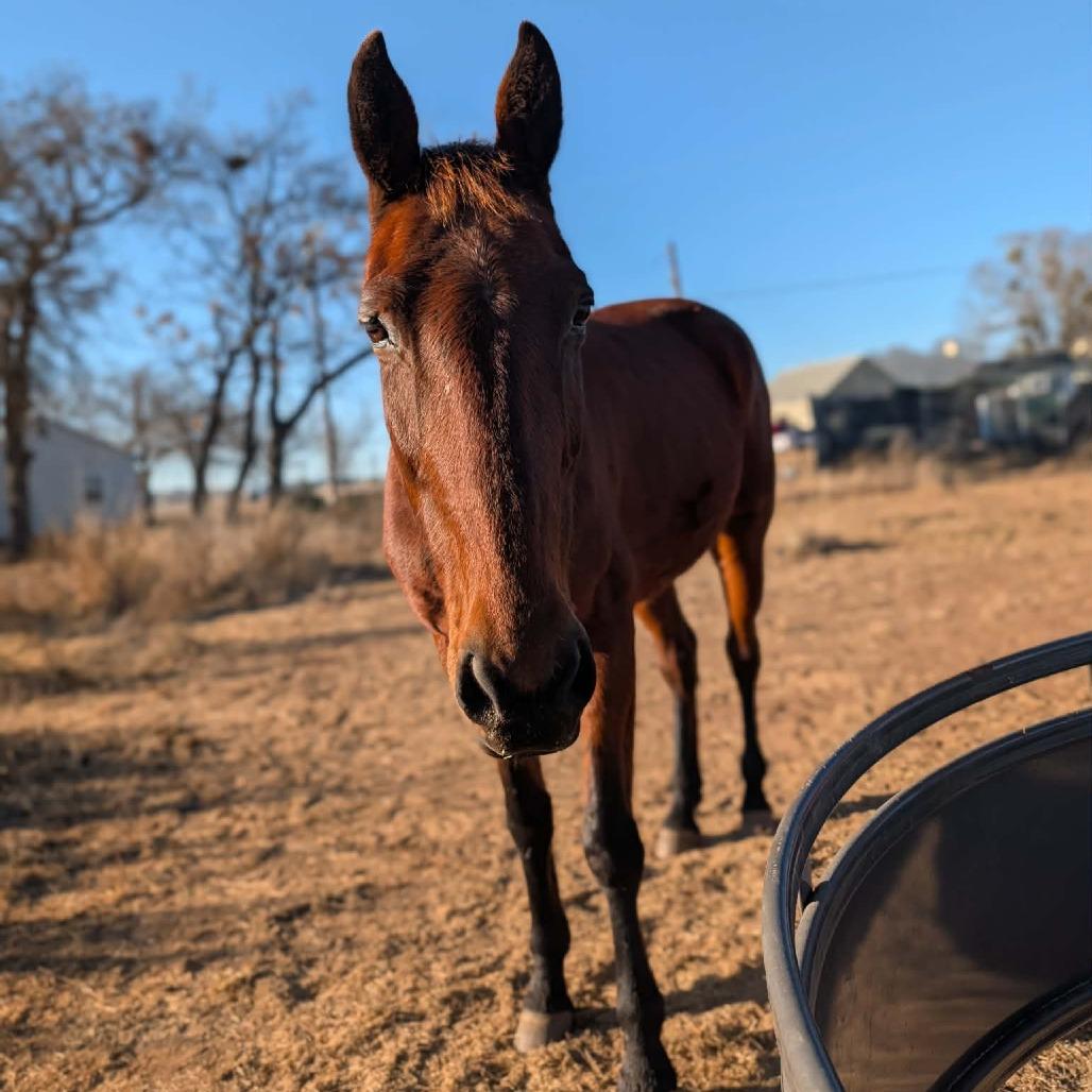 Enlarge Abby, a Adoptable Quarterhorse in Fredericksburg, TX image 6/6