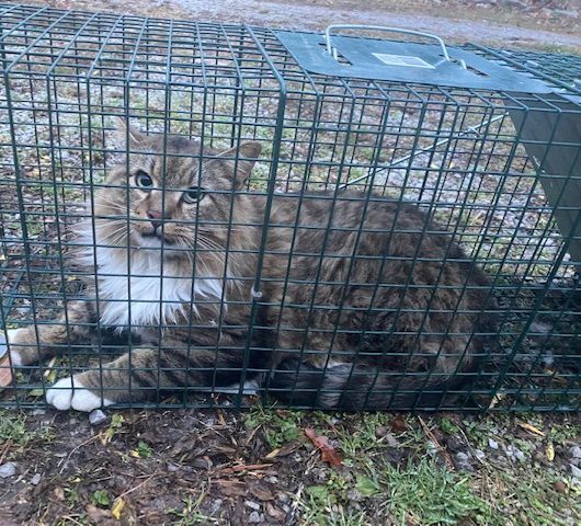 Hemsworth (& Rigby) URGENT - FOSTER NEEDED!, an adoptable Domestic Long Hair, Maine Coon in Cookeville, TN, 38506 | Photo Image 6
