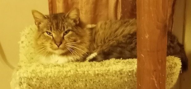 Hemsworth (& Rigby) URGENT - FOSTER NEEDED!, an adoptable Domestic Long Hair, Maine Coon in Cookeville, TN, 38506 | Photo Image 2