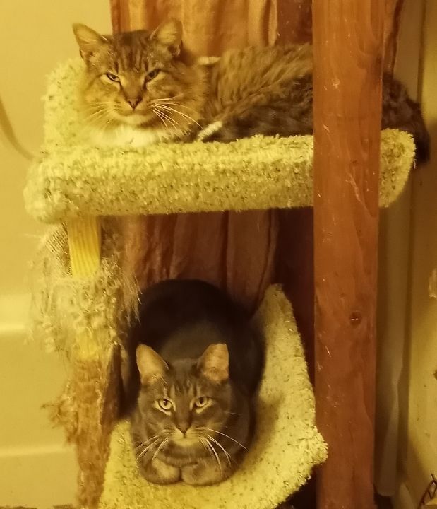 Hemsworth (& Rigby) URGENT - FOSTER NEEDED!, an adoptable Domestic Long Hair, Maine Coon in Cookeville, TN, 38506 | Photo Image 3
