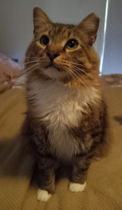 Hemsworth (& Rigby) URGENT - FOSTER NEEDED!, an adoptable Domestic Long Hair, Maine Coon in Cookeville, TN, 38506 | Photo Image 1