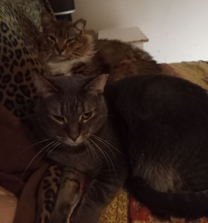 Hemsworth (& Rigby) URGENT - FOSTER NEEDED!, an adoptable Domestic Long Hair, Maine Coon in Cookeville, TN, 38506 | Photo Image 4