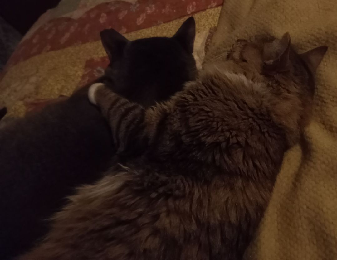 Hemsworth (& Rigby) URGENT - FOSTER NEEDED!, an adoptable Domestic Long Hair, Maine Coon in Cookeville, TN, 38506 | Photo Image 5