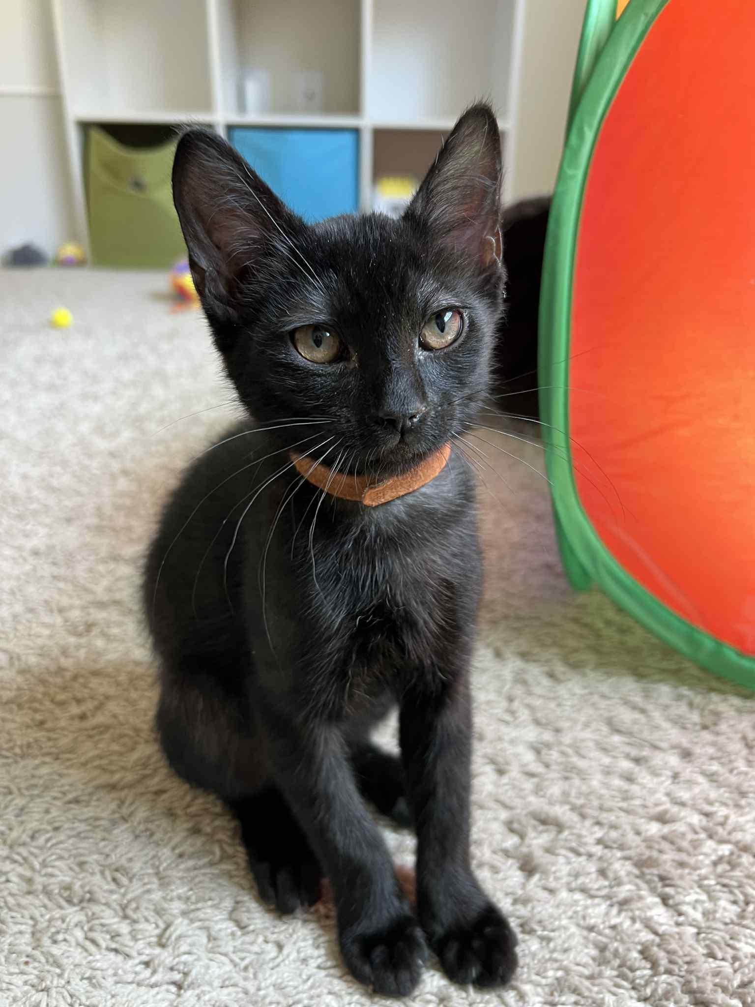 Gary, Adoptable, Kitten Male Tabby & Domestic Short Hair.