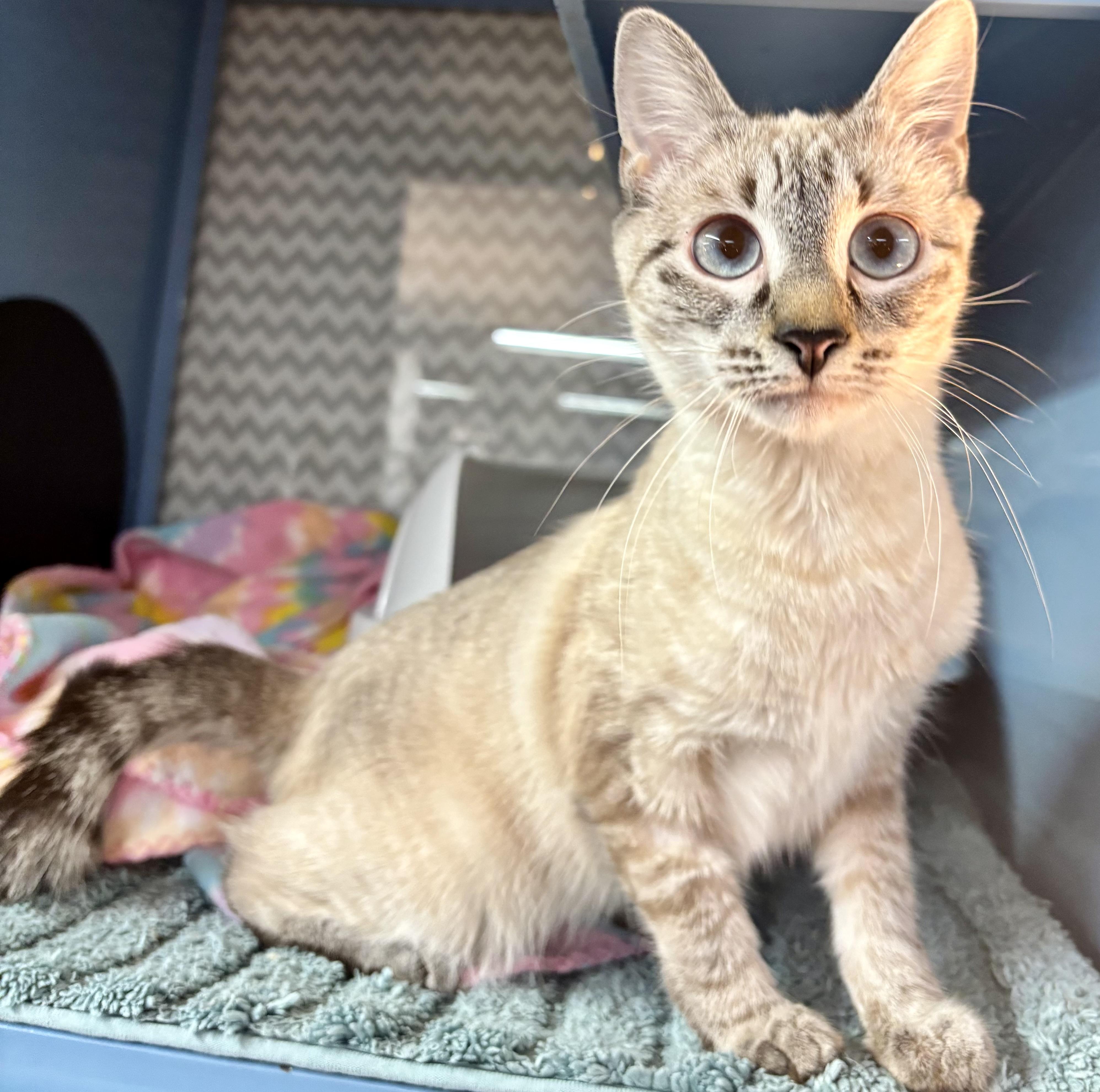 Enlarge Sabrina, a Adoptable Domestic Short Hair in Wasilla, AK image 1/1