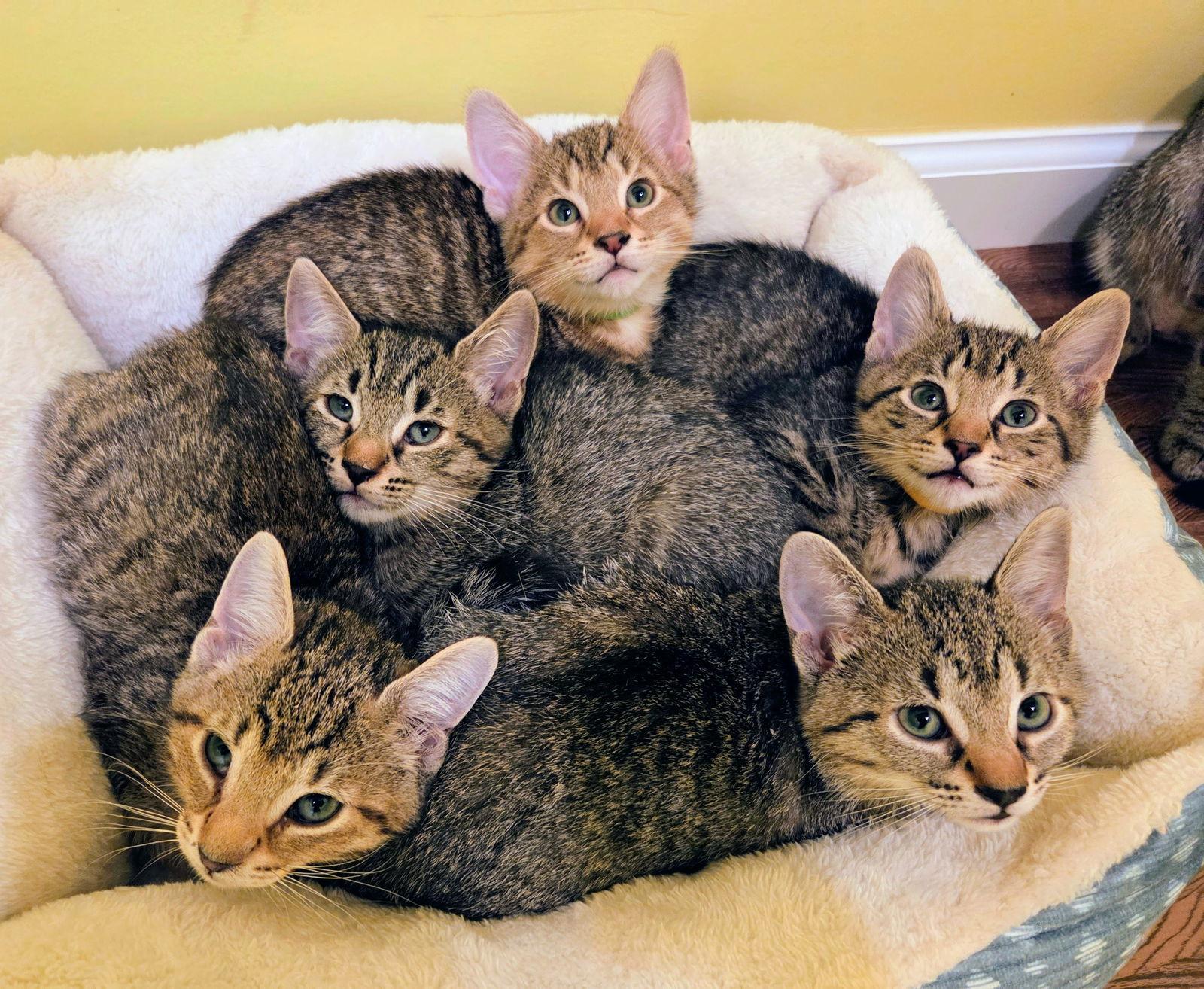 Skittles Kitten, a Adoptable Domestic Short Hair in Nazareth, PA image 1/3