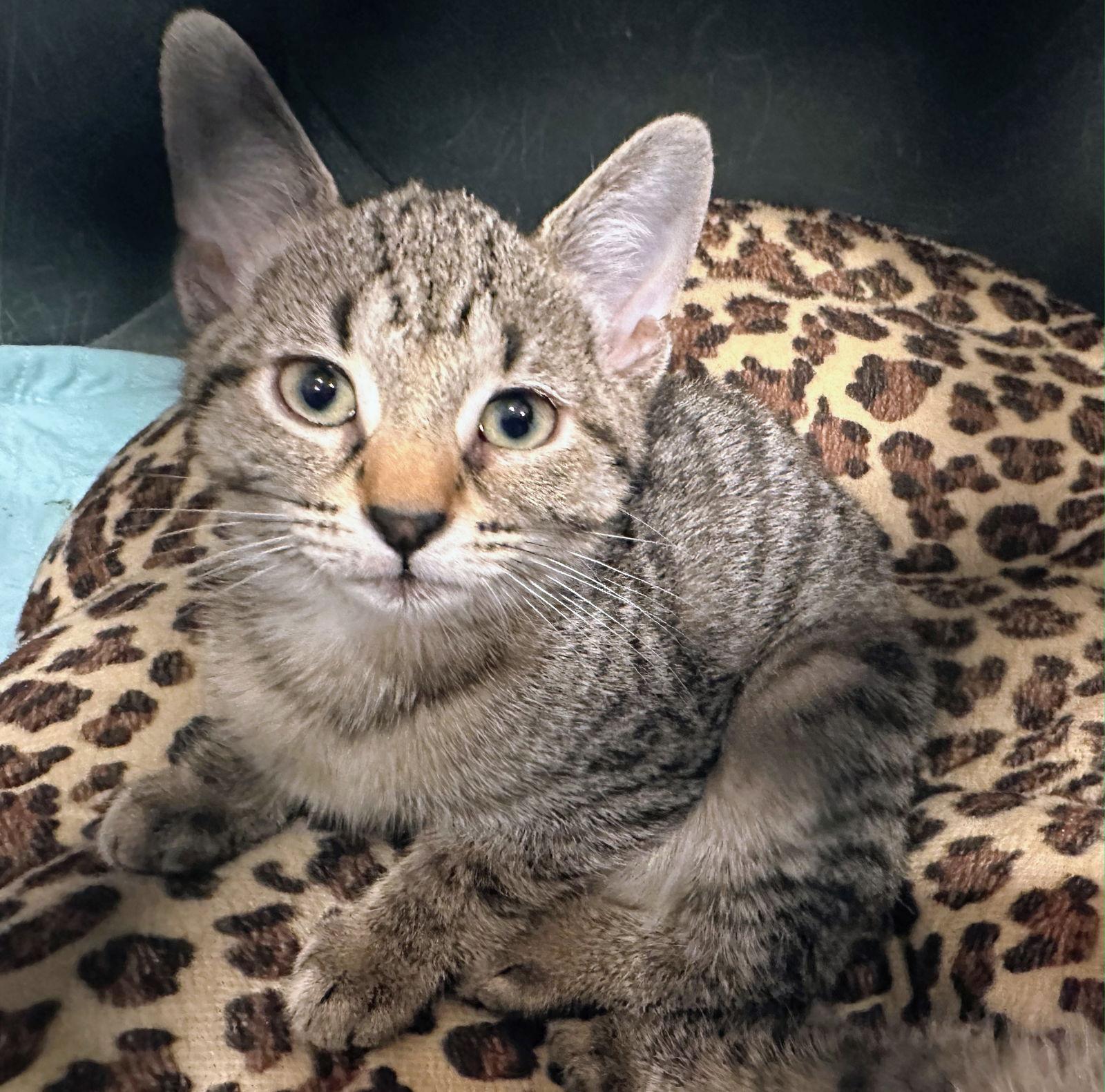 Skittles Kitten, a Adoptable Domestic Short Hair in Nazareth, PA image 3/3