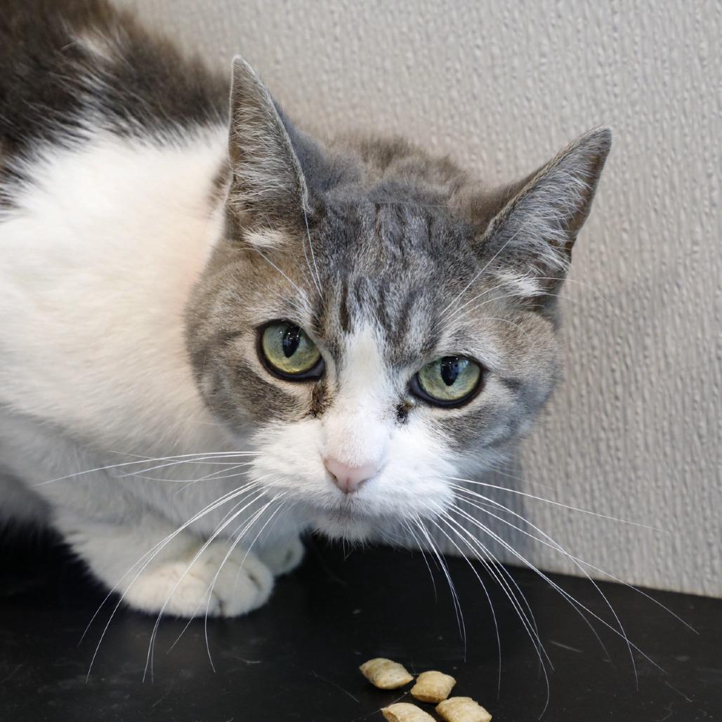 Cece, Adoptable, Senior Female Domestic Short Hair & Domestic Short Hair.