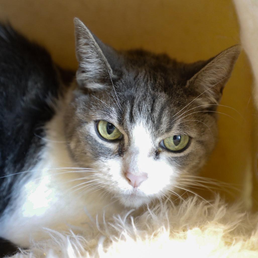 Cece — thumbnail 6