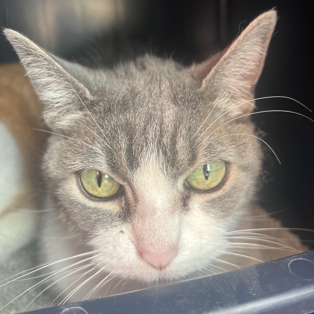 Enlarge Cece, a Adoptable mixed breed in Tampa, FL image 4/4