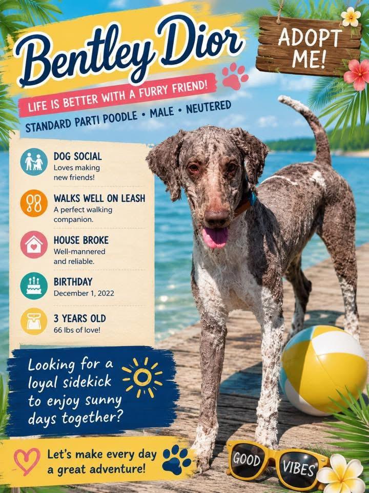 Enlarge Bentley Dior, a Adoptable Standard Poodle in Ashland, KY image 2/4