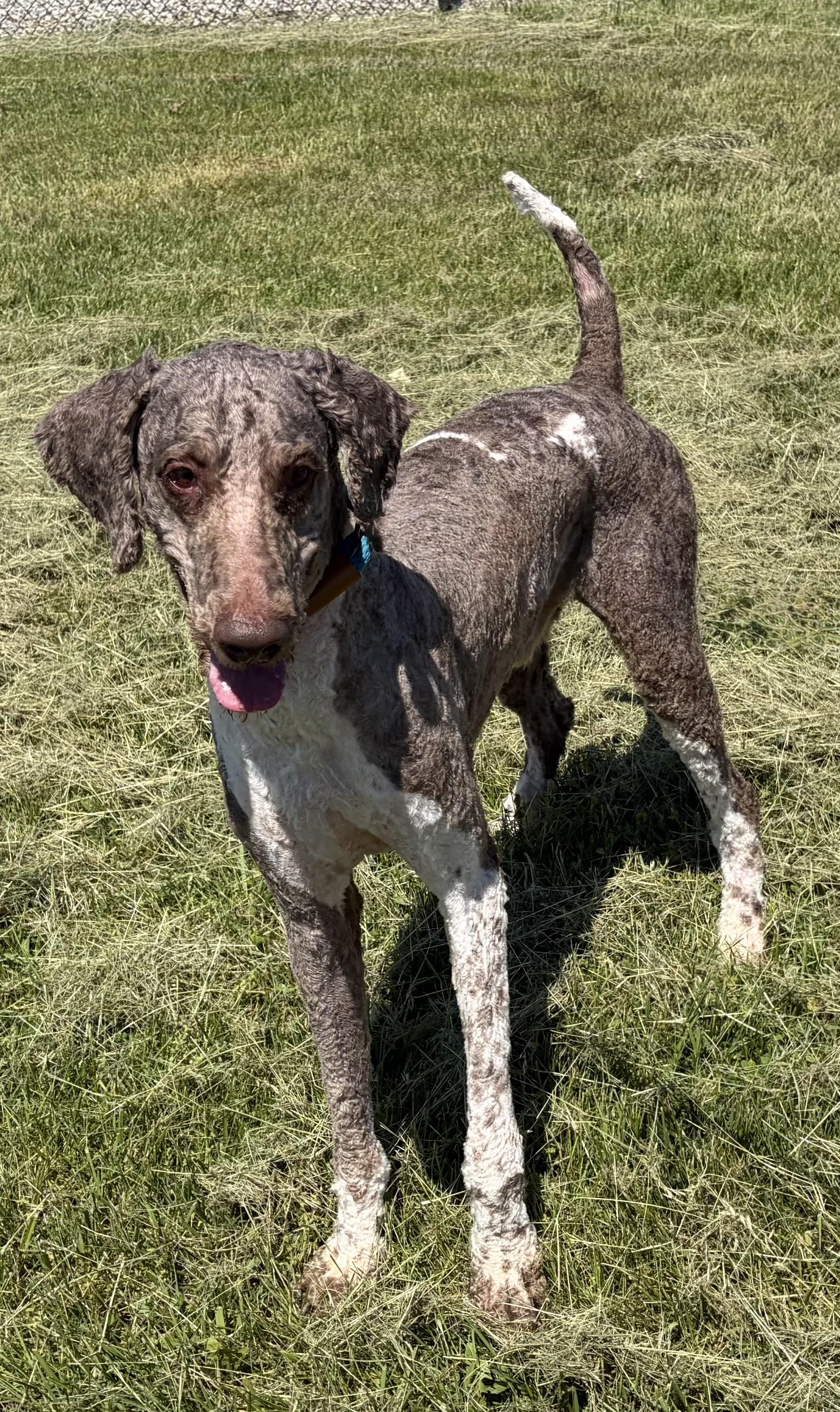 Enlarge Bentley Dior, a Adoptable Standard Poodle in Ashland, KY image 4/4