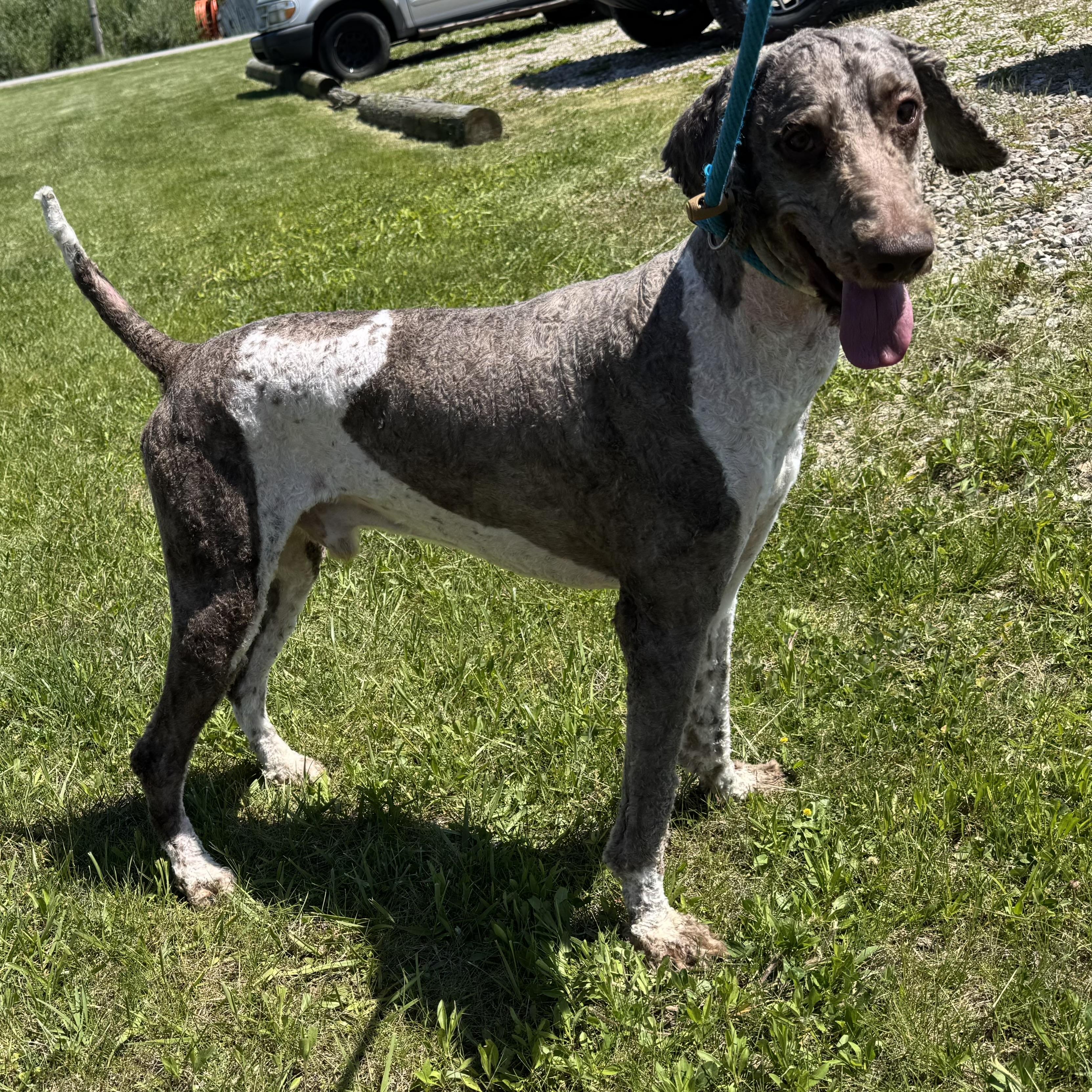Enlarge Bentley Dior, a Adoptable Standard Poodle in Ashland, KY image 3/4