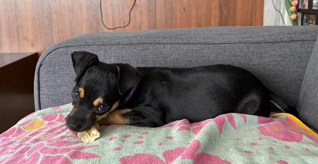 Enlarge MJ, a Adoptable mixed breed in San Diego, CA image 1/3