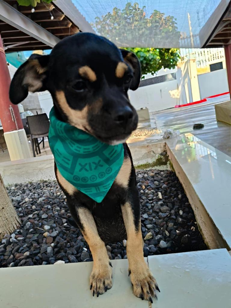 Enlarge MJ, a Adoptable mixed breed in San Diego, CA image 2/3