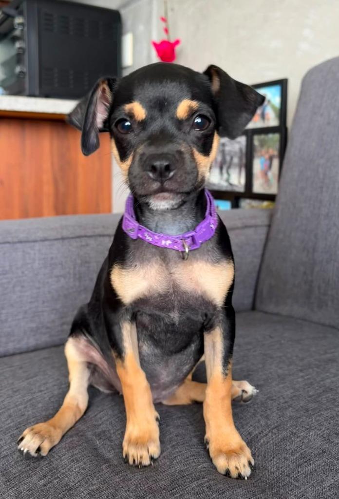 Enlarge MJ, a Adoptable mixed breed in San Diego, CA image 3/3
