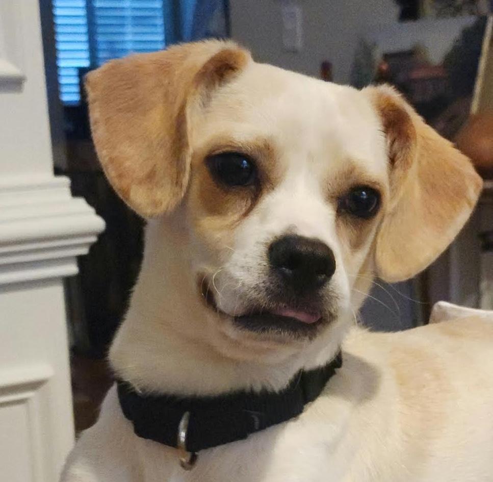 Bonbon, a ADOPTABLE mixed breed in Cumming, GA image 5/6