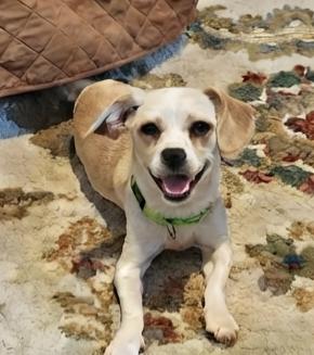 Bonbon, a ADOPTABLE mixed breed in Cumming, GA image 6/6