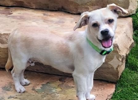 Bonbon, a ADOPTABLE mixed breed in Cumming, GA image 4/6