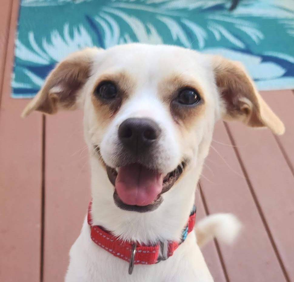 Bonbon, Adoptable, Puppy Male Beagle & Chihuahua.