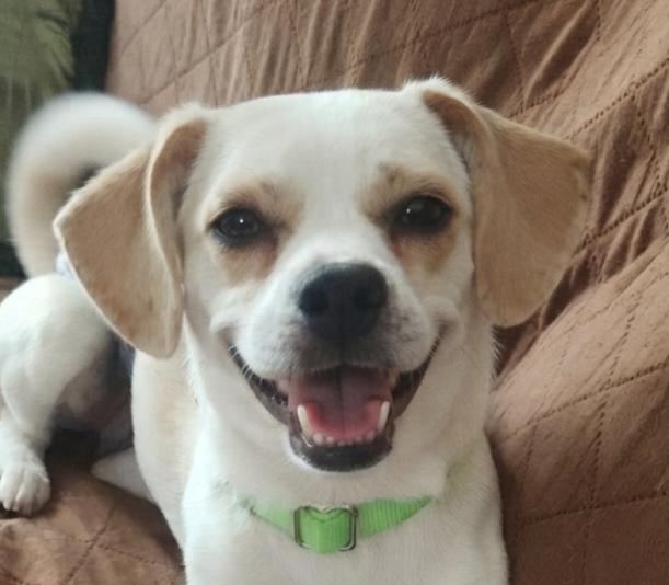 Bonbon, a ADOPTABLE mixed breed in Cumming, GA image 1/6