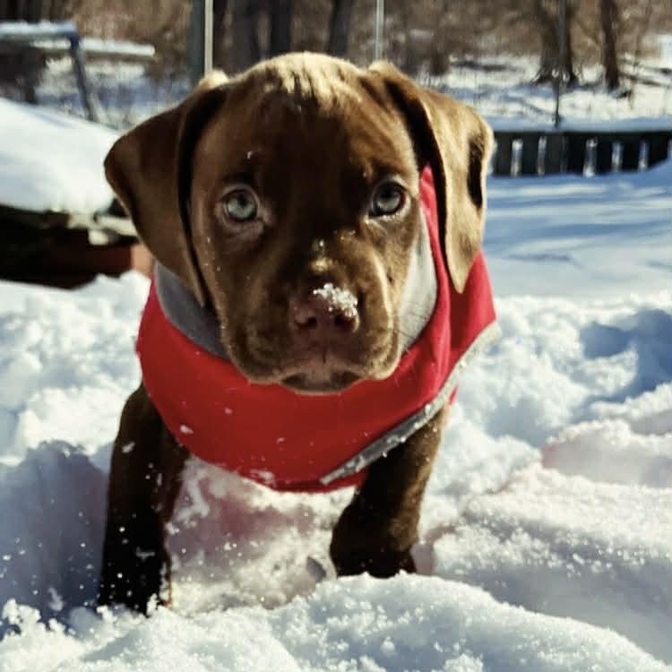 Enlarge Duke, an adopted mixed breed in Schenectady, NY image 1/4