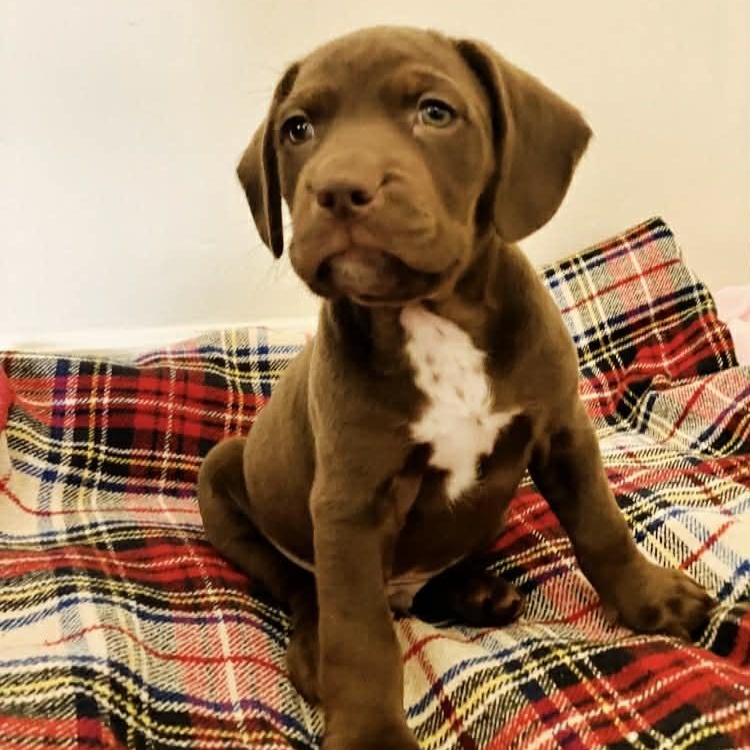 Enlarge Duke, a ADOPTABLE mixed breed in Schenectady, NY image 1/2