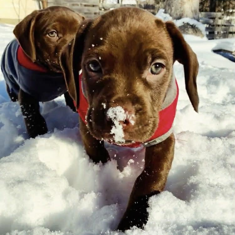 Enlarge Duke, an adopted mixed breed in Schenectady, NY image 2/4