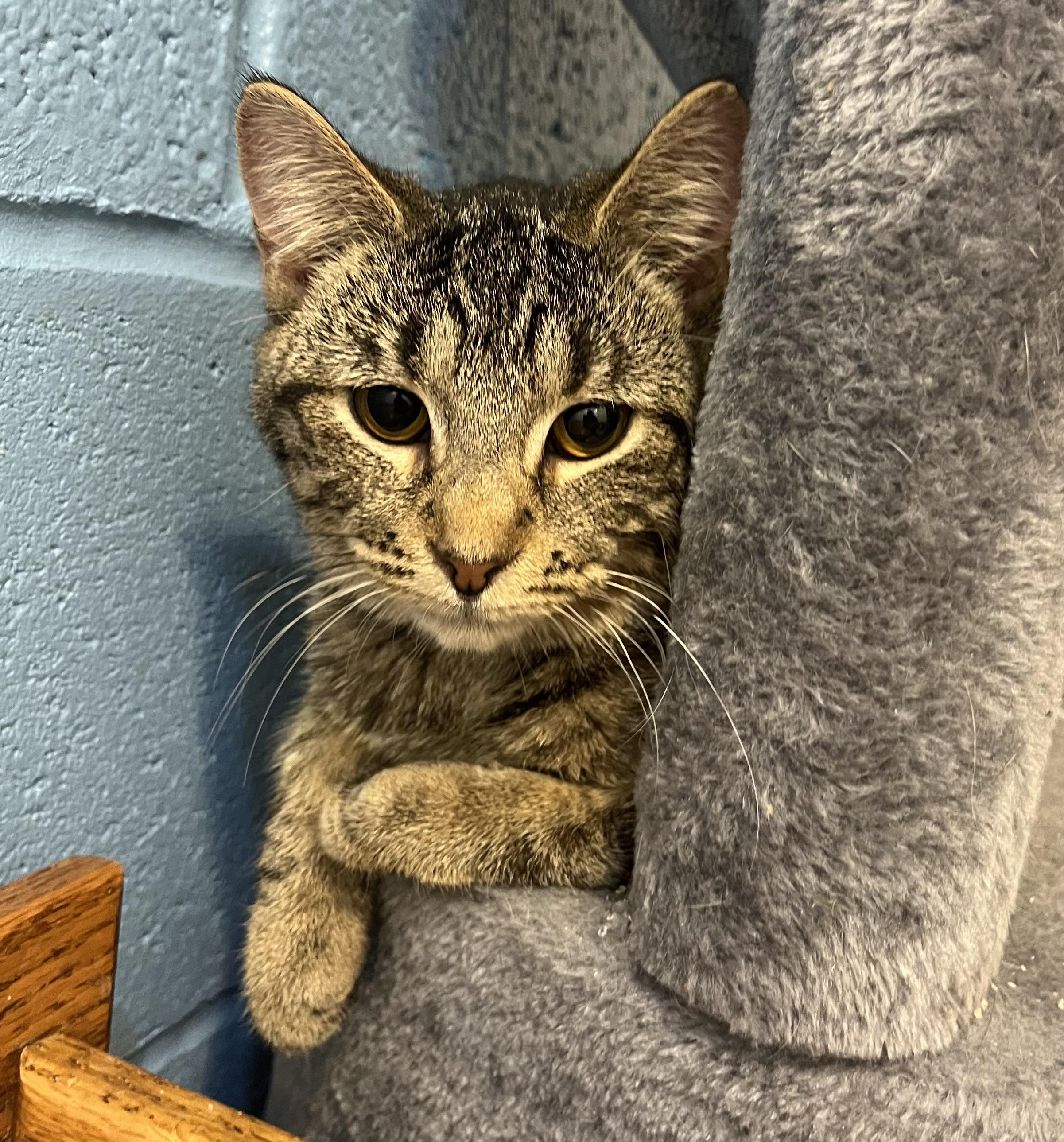 Enlarge Striper, an adoptable Domestic Short Hair in Seville, OH image 2/2