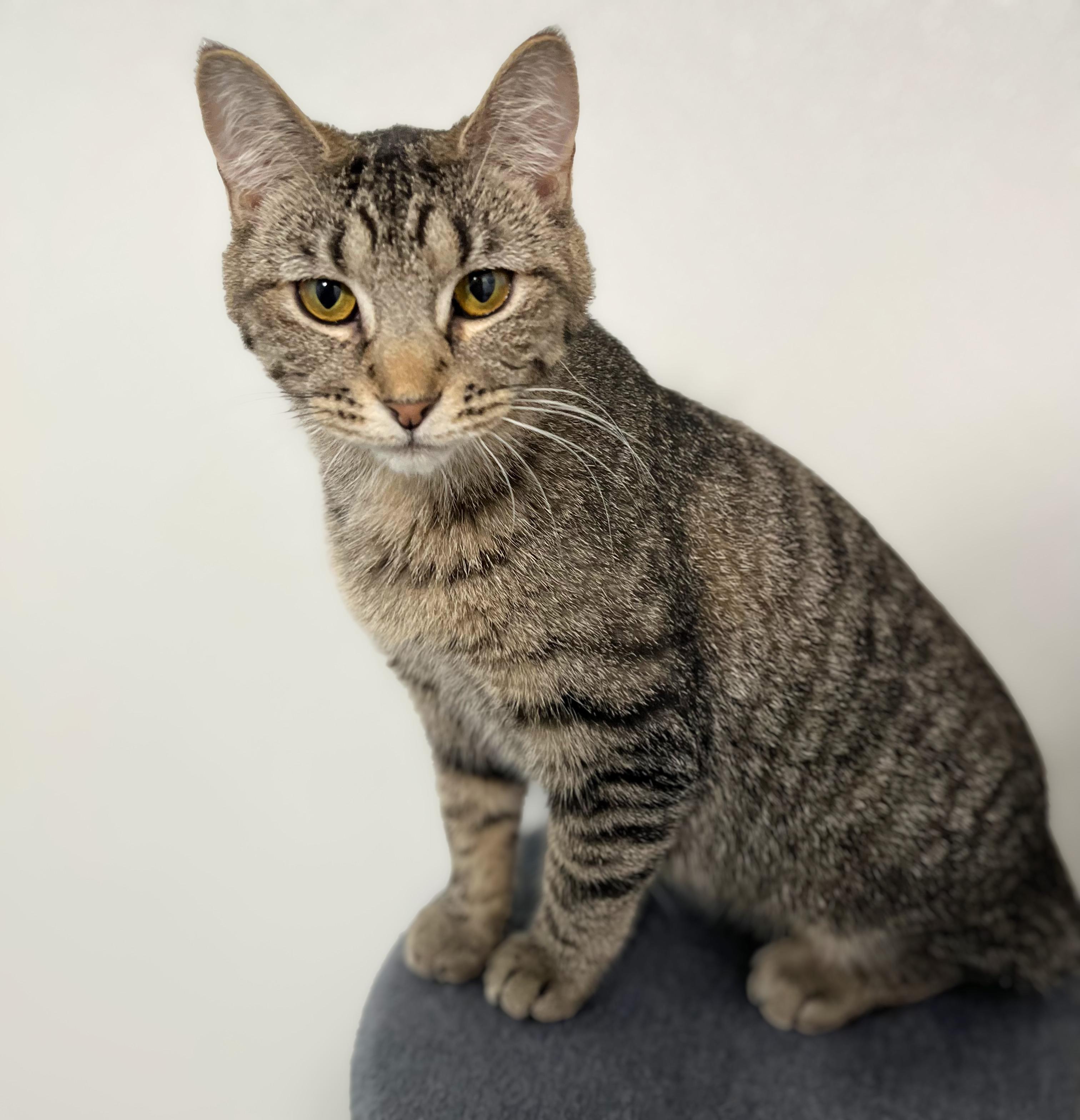 Striper, adoptable, Young Female Domestic Short Hair.
