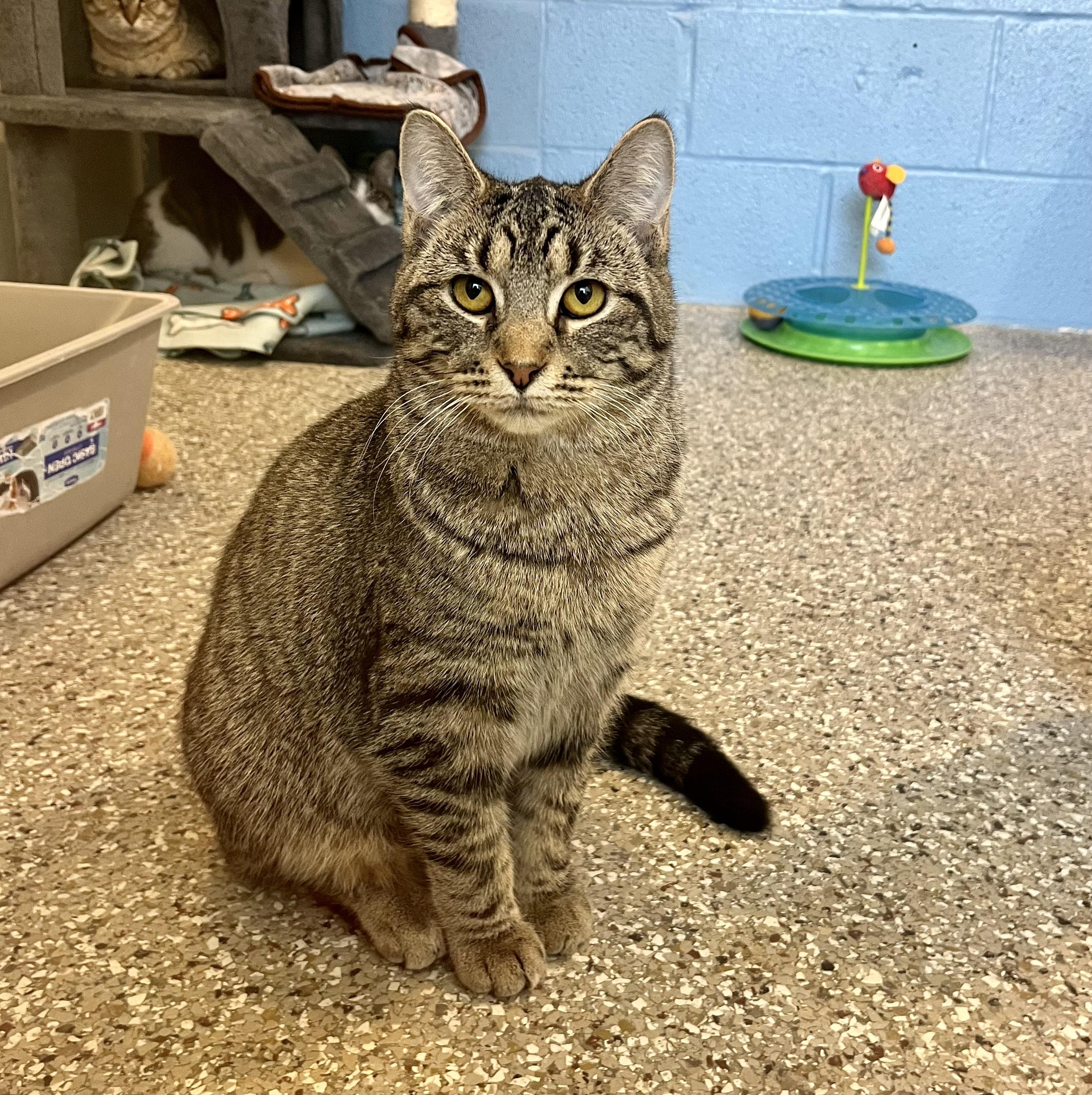 Striper, adoptable, Young Female Domestic Short Hair.