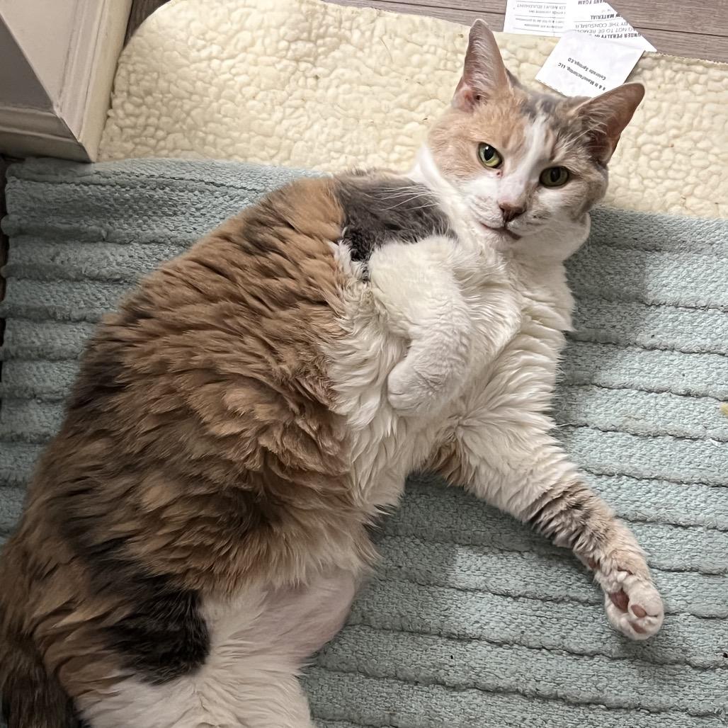 Enlarge Grand Grandma Duchess, a Adoptable Domestic Short Hair in PITTSBURGH, PA image 1/6