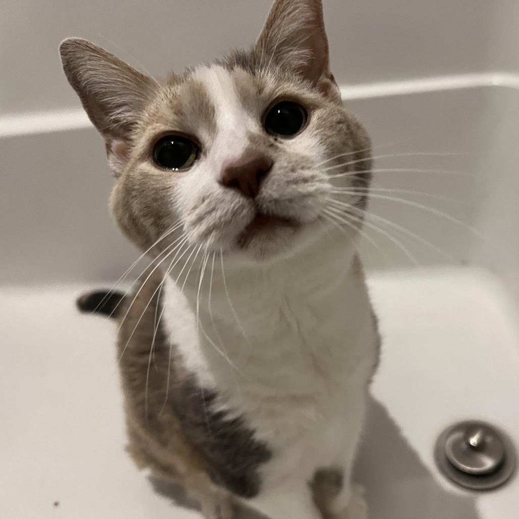 Enlarge Grand Grandma Duchess, a Adoptable Domestic Short Hair in PITTSBURGH, PA image 2/6