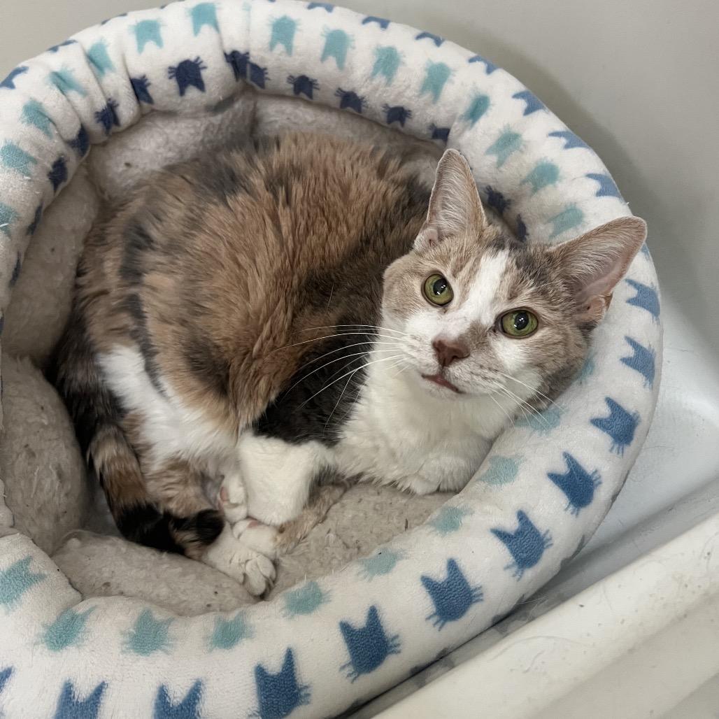 Enlarge Grand Grandma Duchess, a Adoptable Domestic Short Hair in PITTSBURGH, PA image 3/6