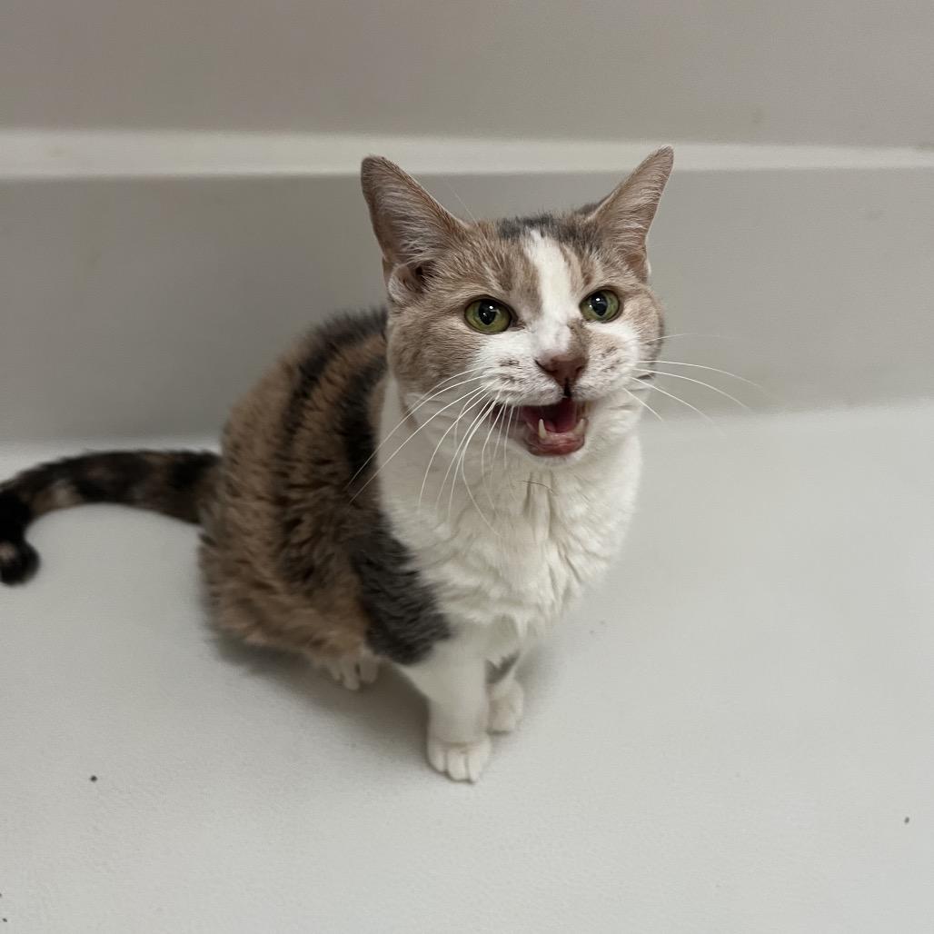 Enlarge Grand Grandma Duchess, a Adoptable Domestic Short Hair in PITTSBURGH, PA image 4/6