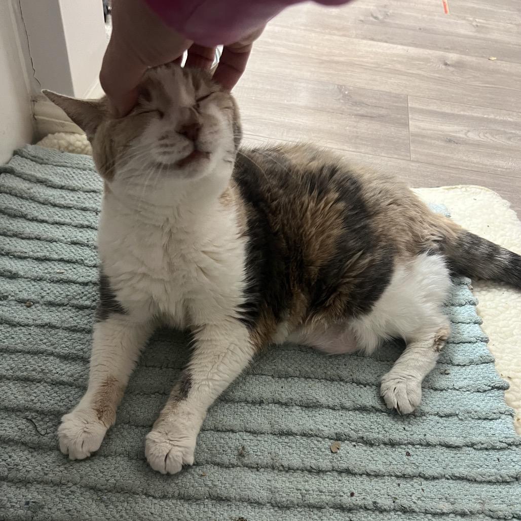 Enlarge Grand Grandma Duchess, a Adoptable Domestic Short Hair in PITTSBURGH, PA image 5/6