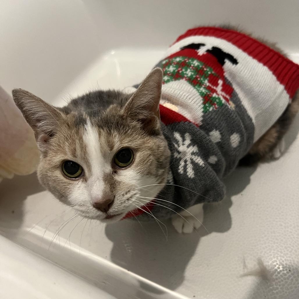 Enlarge Grand Grandma Duchess, a Adoptable Domestic Short Hair in PITTSBURGH, PA image 6/6