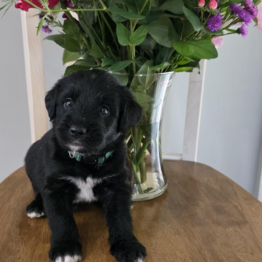 Cash - Brutus, Adoptable, Puppy Male Mixed Breed.