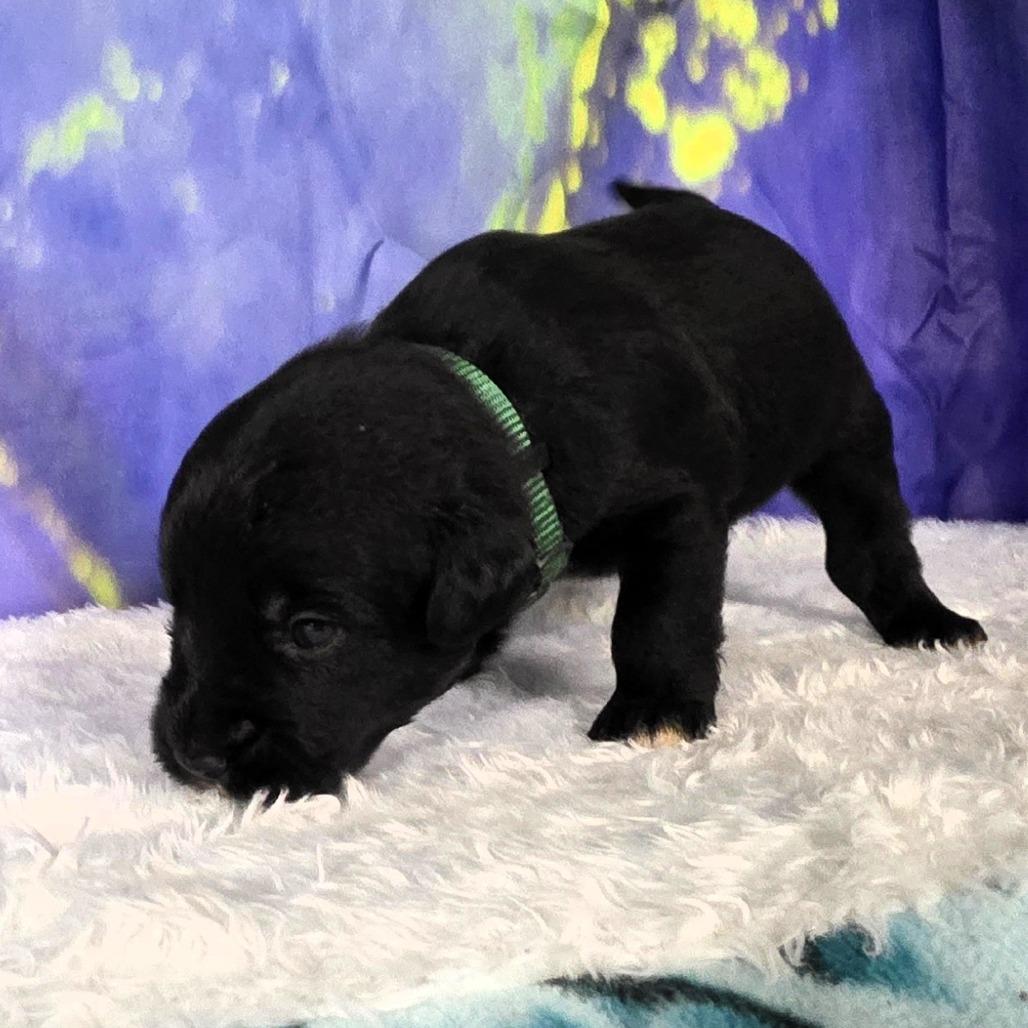 Enlarge Cash - Brutus, a Adoptable Mixed Breed in Hamilton, GA image 2/5