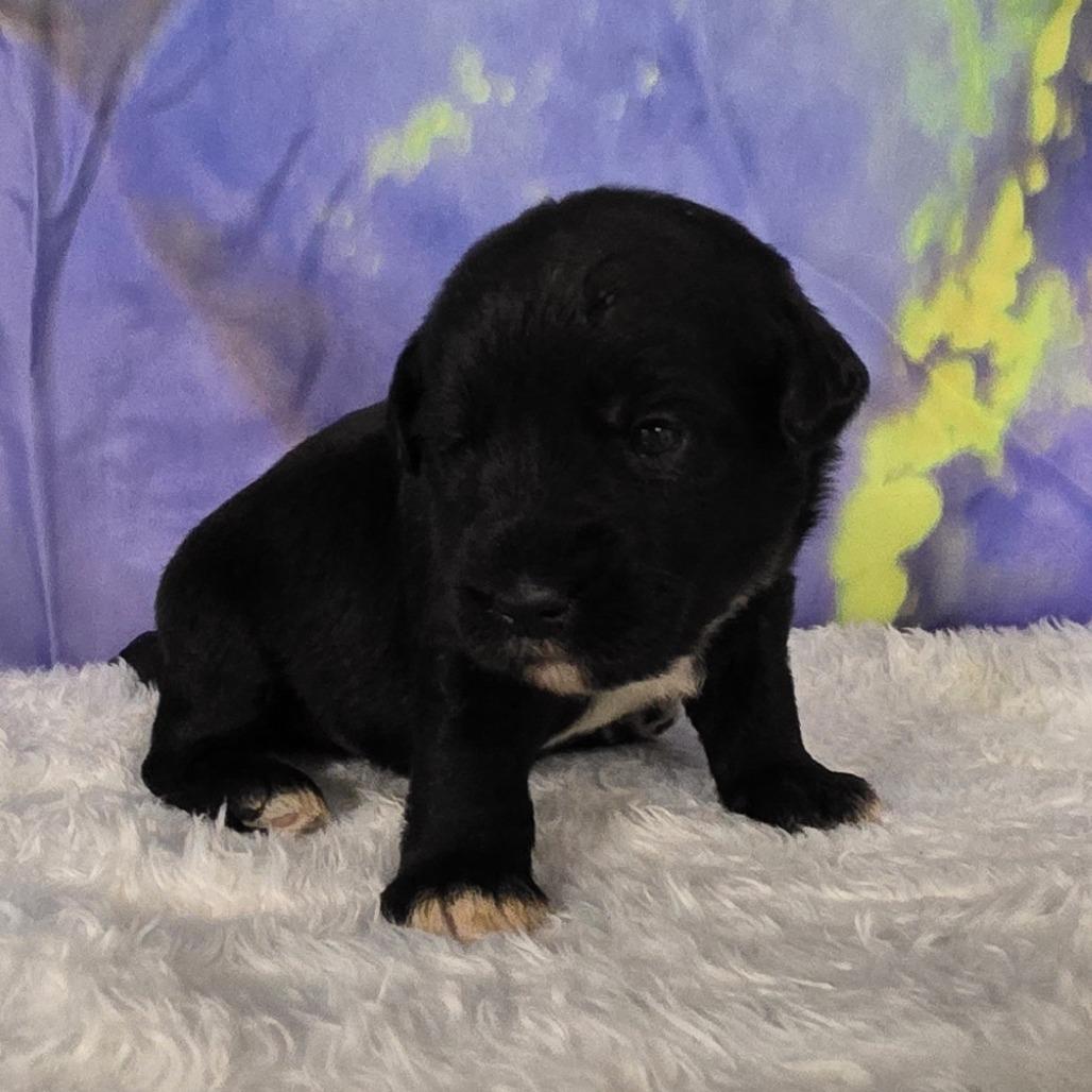 Enlarge Cash - Brutus, a Adoptable Mixed Breed in Hamilton, GA image 4/5