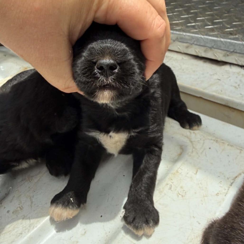 Enlarge Cash - Brutus, a Adoptable Mixed Breed in Hamilton, GA image 5/5