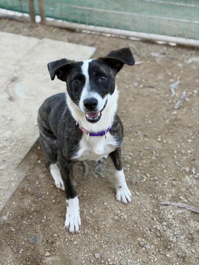 EMMY, Adoptable, Young Female Border Collie & Mixed Breed.