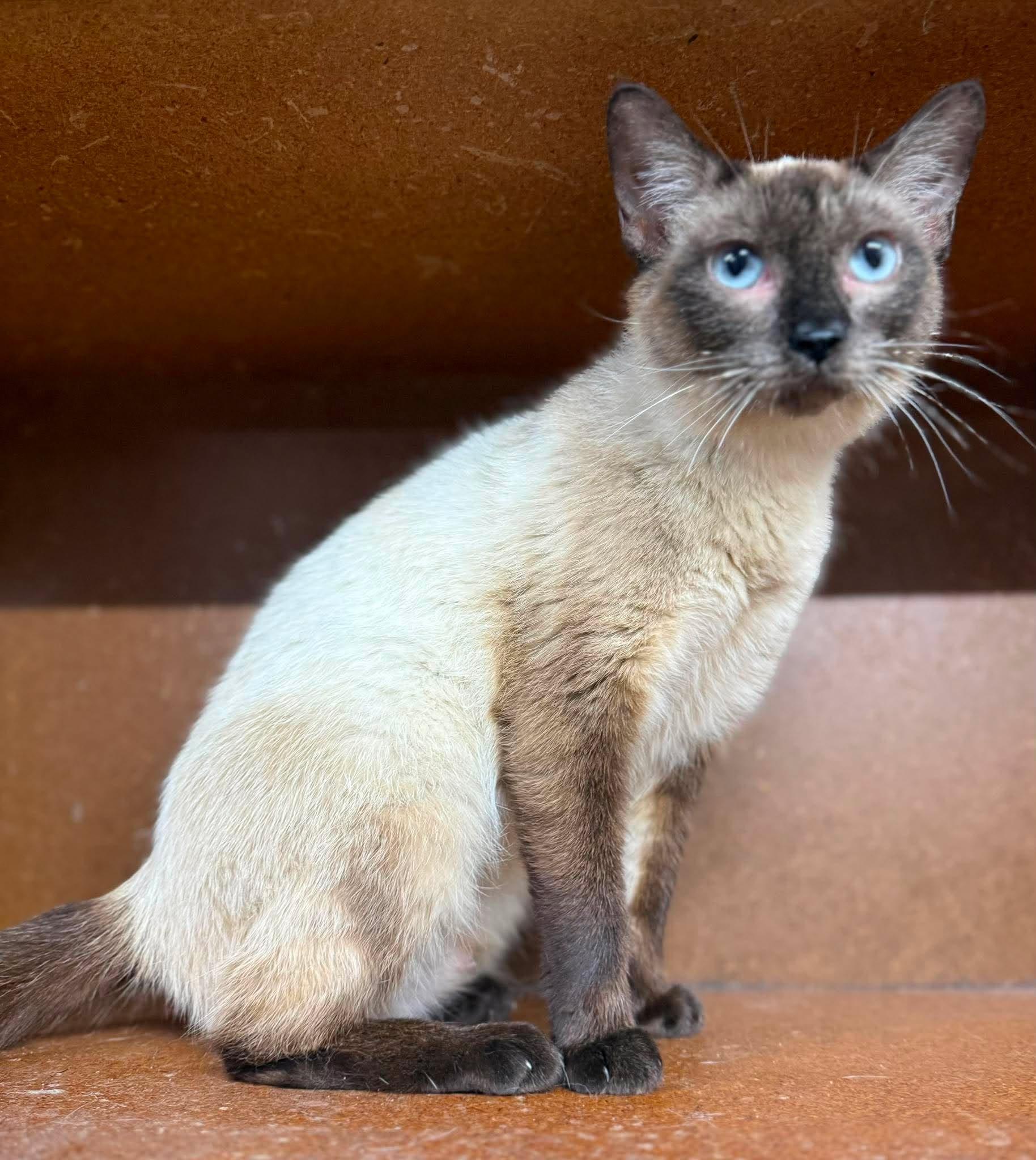 Enlarge Scarlett, an adopted Siamese in Marion, IN image 2/3