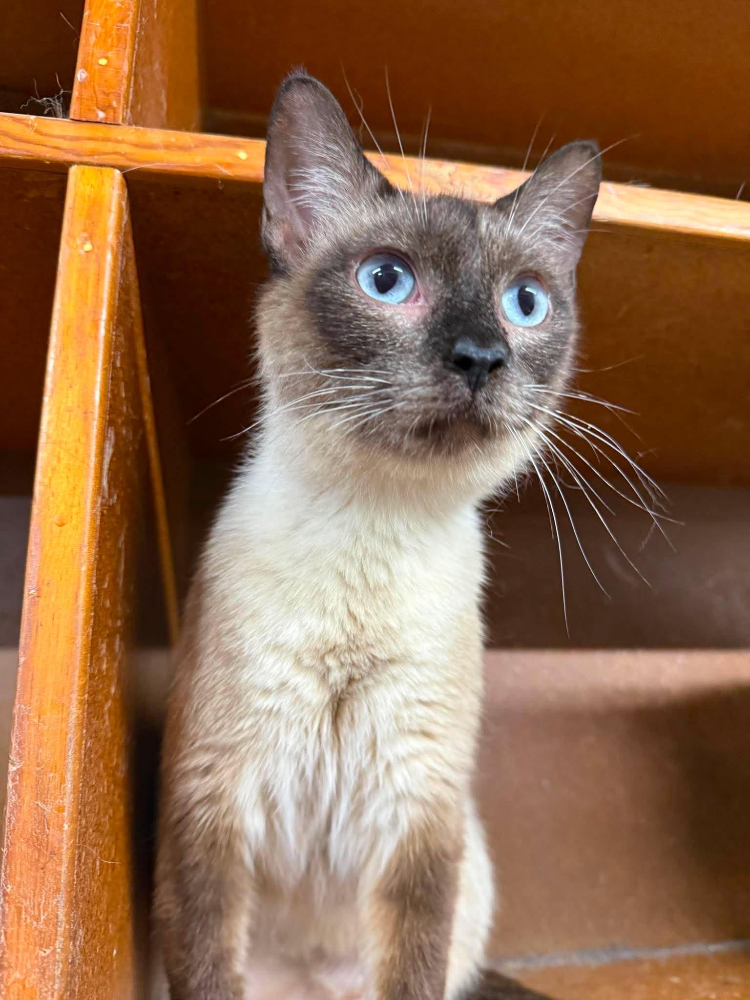 Scarlett, adopted, Adult Female Siamese.