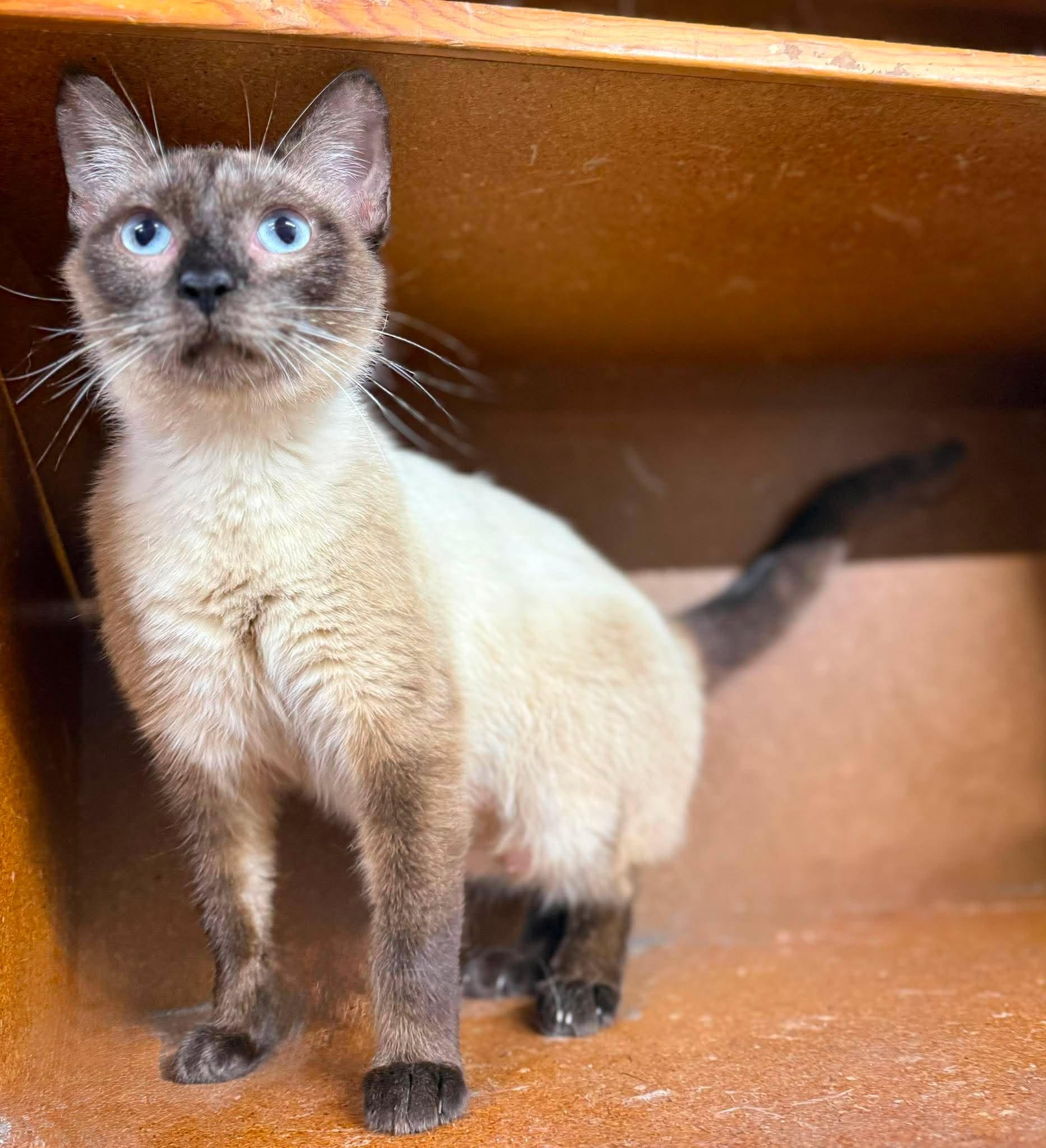 Enlarge Scarlett, an adopted Siamese in Marion, IN image 3/3