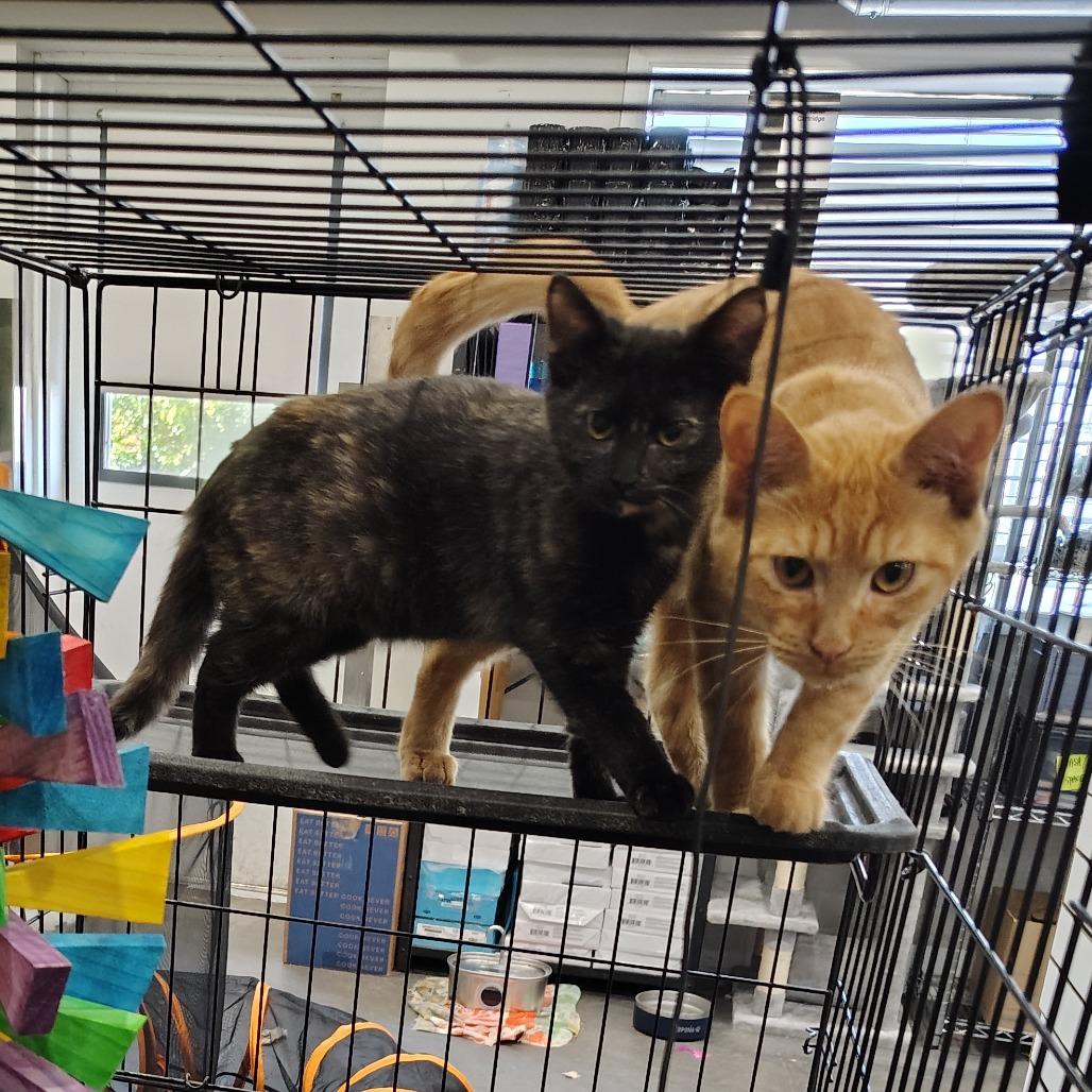 Enlarge Bullseye, a Adoptable Domestic Short Hair in Wilmington, NC image 3/5