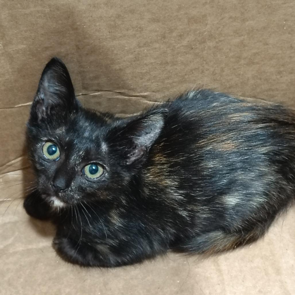 Enlarge Bullseye, a Adoptable Domestic Short Hair in Wilmington, NC image 5/5