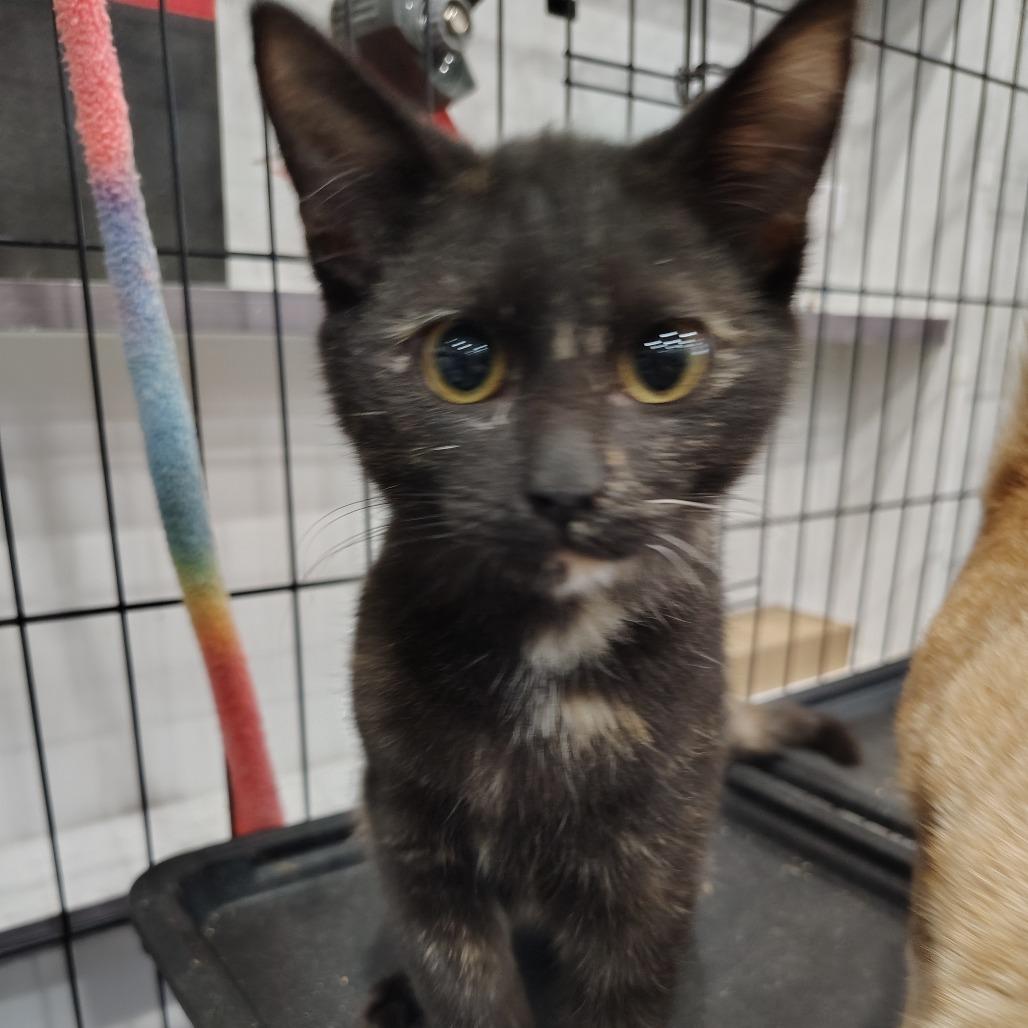 Enlarge Bullseye, a Adoptable Domestic Short Hair in Wilmington, NC image 4/5