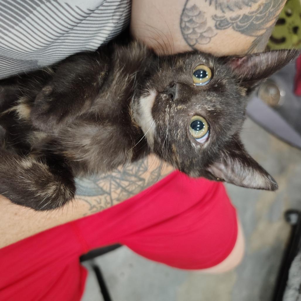 Enlarge Bullseye, a Adoptable Domestic Short Hair in Wilmington, NC image 2/5
