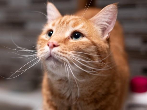 Enlarge WINTER, a Adoptable Domestic Short Hair in Palo Alto, CA image 1/1